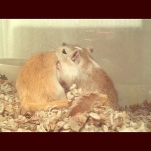 Meet your Posher, Aiko